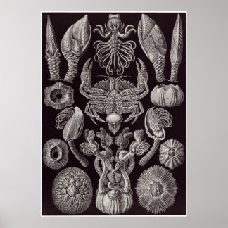 Pôster Ernst Haeckel Art Impressão: Cirripedia