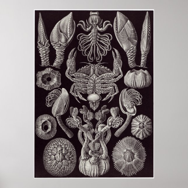 Pôster Ernst Haeckel Art Impressão: Cirripedia (Frente)