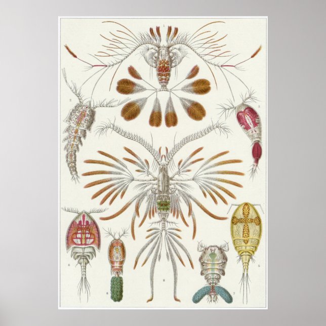 Poster Ernst Haeckel Art Impressão: Copepoda (Frente)