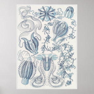 Poster Ernst Haeckel Art Impressão: Ctenophorae