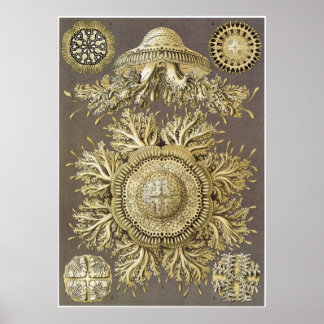 Poster Ernst Haeckel Art Impressão: Disco