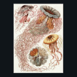 Pôster Ernst Haeckel Art Impressão: Disco<br><div class="desc">Ernst Haeckel art impressão</div>