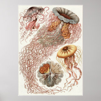 Pôster Ernst Haeckel Art Impressão: Disco
