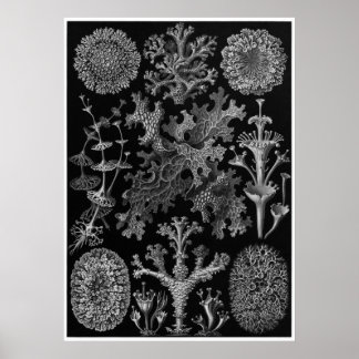 Pôster Ernst Haeckel Art Impressão: Lichenes