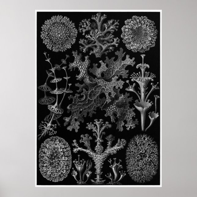 Pôster Ernst Haeckel Art Impressão: Lichenes (Frente)