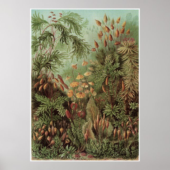 Pôster Ernst Haeckel Art Impressão: Muscinae (Frente)