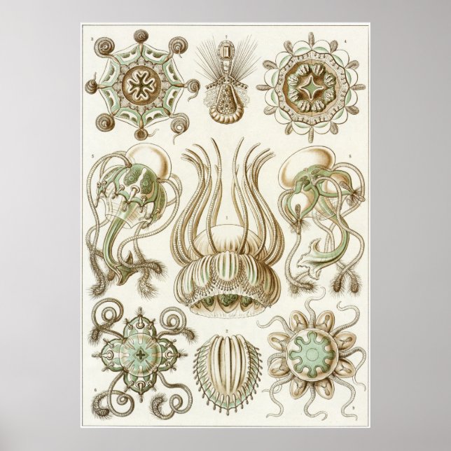 Poster Ernst Haeckel Art Impressão: Narcomedusae (Frente)