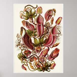 Pôster Ernst Haeckel Art Impressão: Nepenthaceae