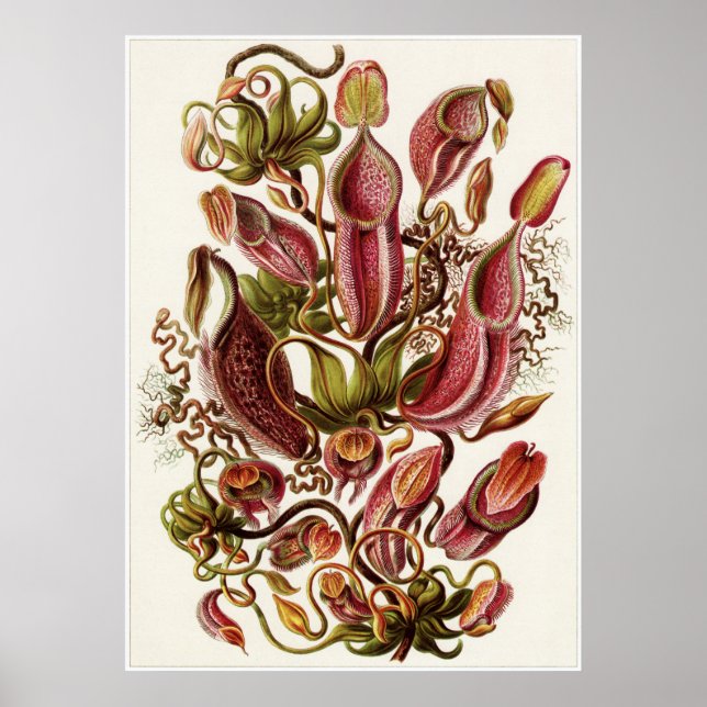 Pôster Ernst Haeckel Art Impressão: Nepenthaceae (Frente)