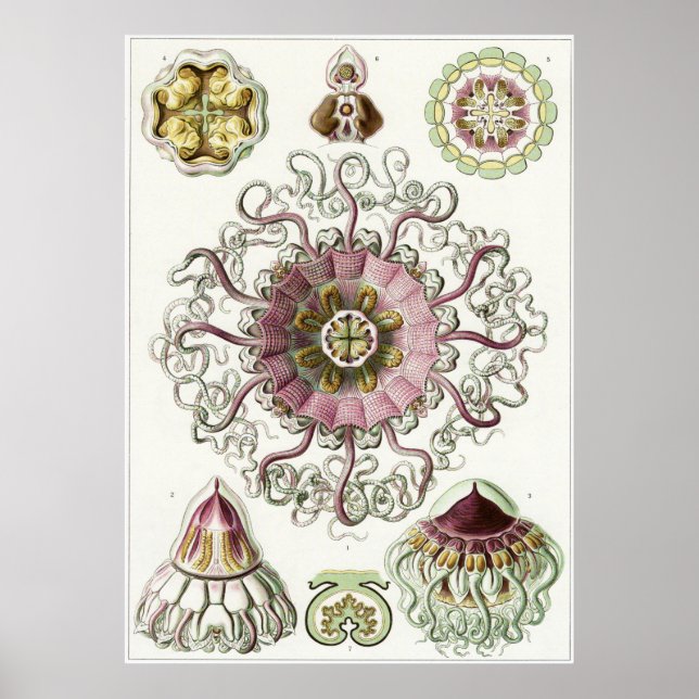 Pôster Ernst Haeckel Art Impressão: Peromedusa (Frente)
