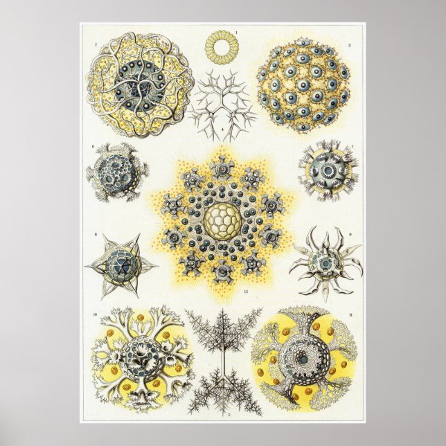 Poster Ernst Haeckel Art Impressão: Polycyttaria (Frente)