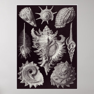 Poster Ernst Haeckel Art Impressão: Prosobranchia