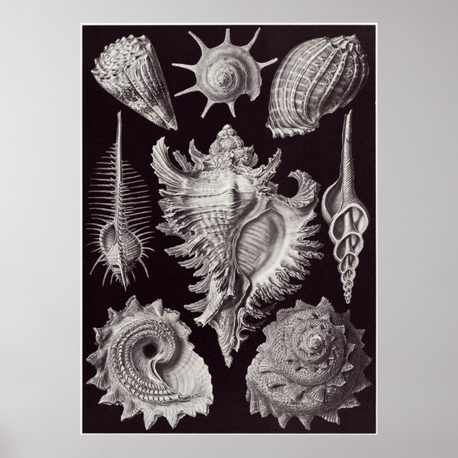 Poster Ernst Haeckel Art Impressão: Prosobranchia (Frente)