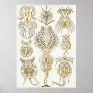 Poster Ernst Haeckel Art Impressão: Rotatoria