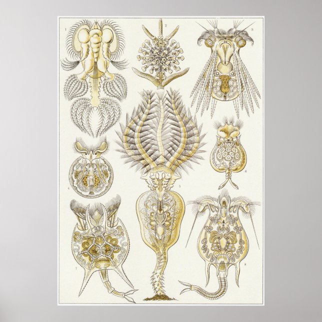 Poster Ernst Haeckel Art Impressão: Rotatoria (Frente)