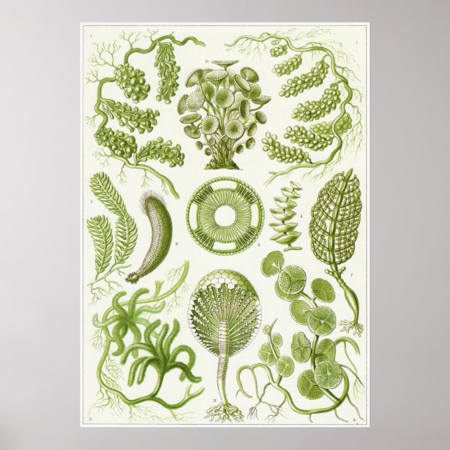 Poster Ernst Haeckel Art Impressão: Siphoneae (Frente)