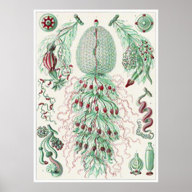 Pôster Ernst Haeckel Art Impressão: Siphonophorae (Frente)