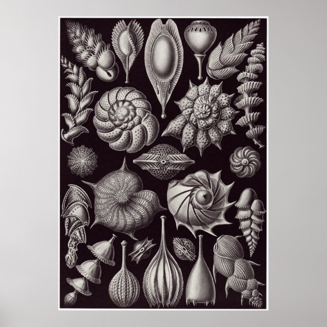 Pôster Ernst Haeckel Art Impressão: Thalamophora (Frente)