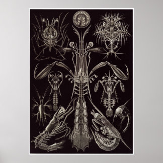 Poster Ernst Haeckel Art Impressão: Thoracostraca