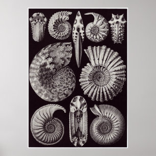 Pôster Ernst Haeckel Art Print: Ammonitida