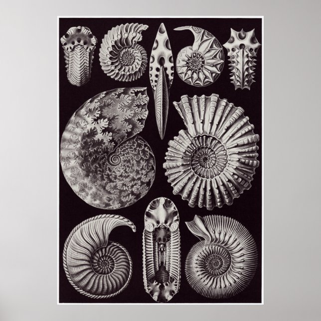 Pôster Ernst Haeckel Art Print: Ammonitida (Frente)
