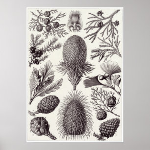 Poster Ernst Haeckel Art Print: Coniferae