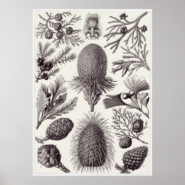 Poster Ernst Haeckel Art Print: Coniferae (Frente)