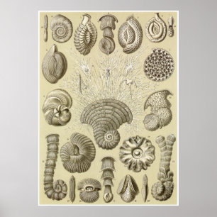Pôster Ernst Haeckel Art Print: Thalamophora