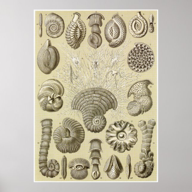Pôster Ernst Haeckel Art Print: Thalamophora (Frente)