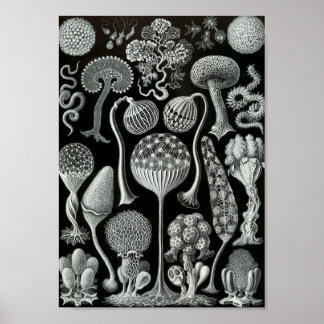 Pôster Ernst Haeckel Art Sea Life 11" x 8.5