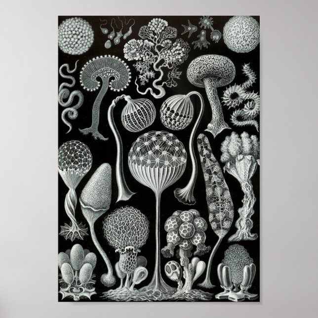 Pôster Ernst Haeckel Art Sea Life 11" x 8.5 (Frente)