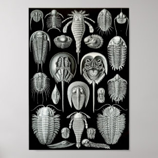 Poster Ernst Haeckel Art Sea Life 11" x 8.5