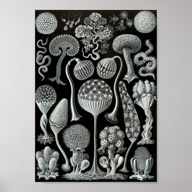 Pôster Ernst Haeckel Art Sea Life 11" x 8.5 (Frente)