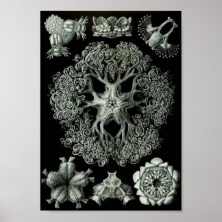 Pôster Ernst Haeckel Art Sea Life 11" x 8.5