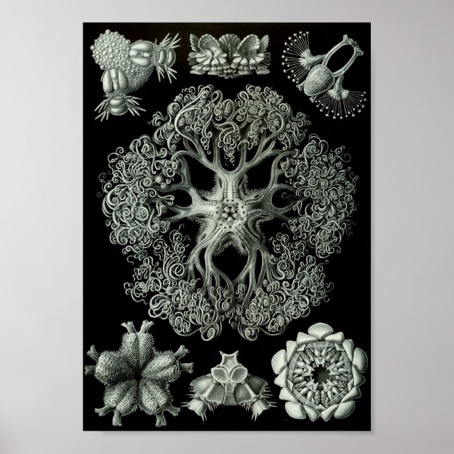 Pôster Ernst Haeckel Art Sea Life 11" x 8.5 (Frente)