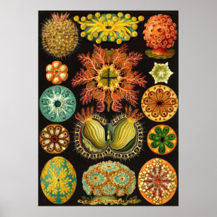 Pôster Ernst Haeckel - Ascidiae