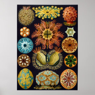 Pôster Ernst Haeckel Ascidiae