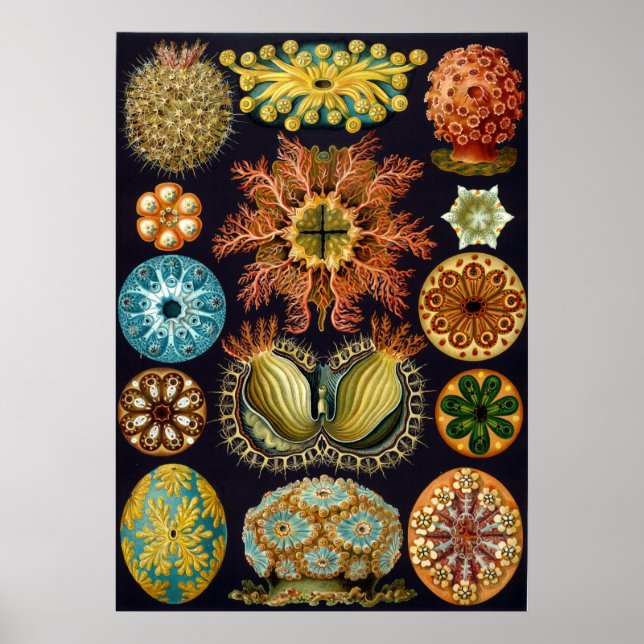 Pôster Ernst Haeckel Ascidiae (Frente)
