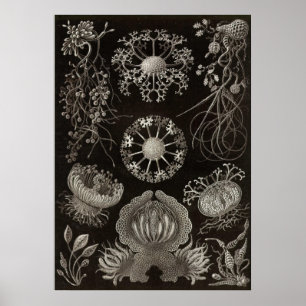 Pôster Ernst Haeckel - ascomicetes