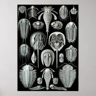 Pôster Ernst Haeckel Aspidonia