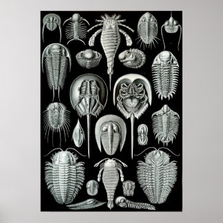 Pôster Ernst Haeckel Aspidonia