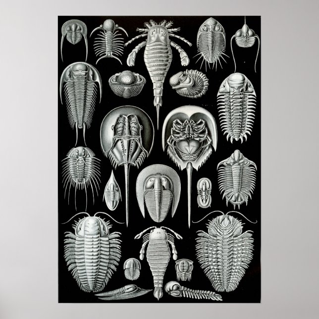 Pôster Ernst Haeckel Aspidonia (Frente)