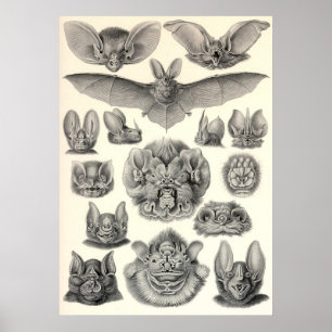 Poster Ernst Haeckel - bastões do Chiroptera