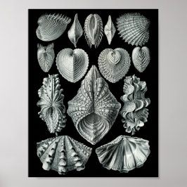 Poster Ernst Haeckel Bivalvia Preto e Branco em Greve