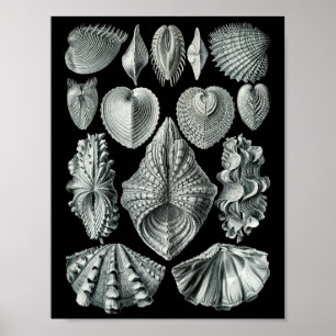 Poster Ernst Haeckel Bivalvia Preto e Branco em Greve