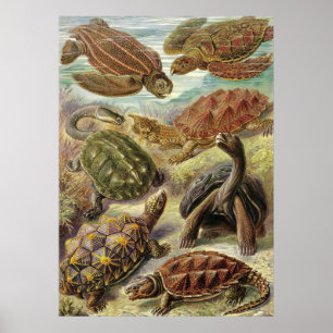 Pôster Ernst Haeckel - Chelonia