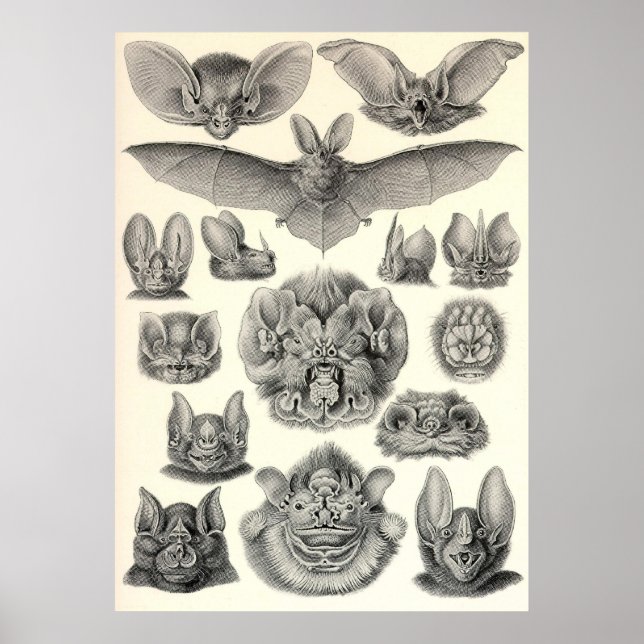 Poster Ernst Haeckel - Chiroptera Bats (Frente)