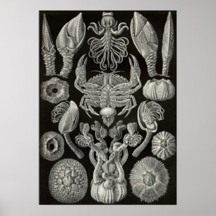 Pôster Ernst Haeckel - Cirripedia