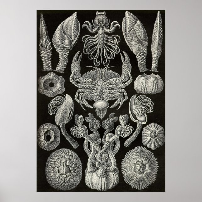 Pôster Ernst Haeckel - Cirripedia (Frente)
