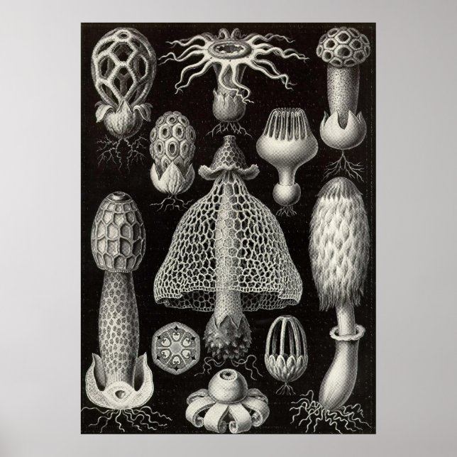 Poster Ernst Haeckel - Cogumelos Basimycetes (Frente)